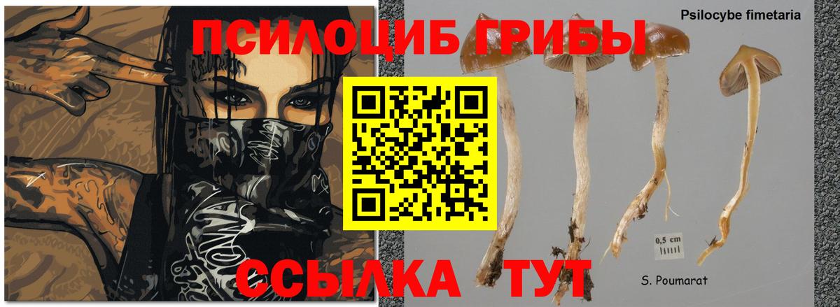 Псилоцибиновые грибы Psilocybe Ростов-на-Дону